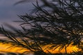 Silhouette of willow leaves on sunset sky background