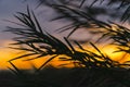 Silhouette of willow leaves on sunset sky background