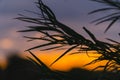 Silhouette of willow leaves on sunset sky background