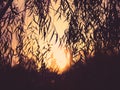 Silhouette willow leaves tree at sunset