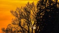 Silhouette of a willow tree with the sun