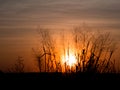 Silhouette wind turbine and grass field with sunset in the grass Royalty Free Stock Photo