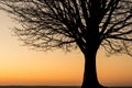 Silhouette of a winter tree at sunset Royalty Free Stock Photo