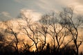 Silhouette Winter tree with Sunset Royalty Free Stock Photo