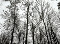 Silhouette of the Winter Treetops