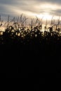 Silhouette of a Wisconsin cornfield in November