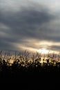 Silhouette of a Wisconsin cornfield in November