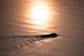 Silhouette of a Wisconsin muskrat swimming in the early morning