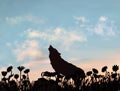 Silhouette of the wolf howling at evening sunset in front of the beautiful realistic vector skyscape. Royalty Free Stock Photo