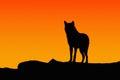 Silhouette of a wolf