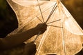 Silhouette of woman hand opening an umbrella in the rain