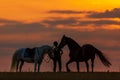 Silhouette of a woman, she has two horses with her, a black and a white Royalty Free Stock Photo