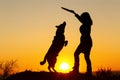 Silhouette woman walking with a dog in the field at sunset,pet jumping up for a wooden stick in the girl`s hand playing with him Royalty Free Stock Photo