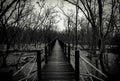 Silhouette of wood bridge with white rope fence in forest. Branches of trees in the cold forest with gray sky background in black Royalty Free Stock Photo