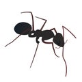 Insect icon, funny black ant side Royalty Free Stock Photo
