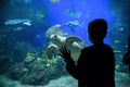 Child watching sea turtles and fish in a large Aquarium