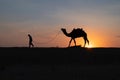 Silhouette, young cameleer leading a camel into sand dunes. Setting sun with blue sky in the background