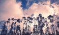 Silhouette of Young eucalyptus trees against the sky