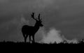 Silhouette of young Fallow deer grazing on grass