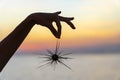 Silhouette of young girl holding the sea urchin in hand during sunset on the beach , close up Royalty Free Stock Photo