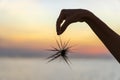 Silhouette of young girl holding the sea urchin in hand during sunset on the beach , close up Royalty Free Stock Photo