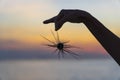 Silhouette of young girl holding the sea urchin in hand during sunset on the beach , close up Royalty Free Stock Photo