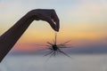 Silhouette of young girl holding the sea urchin in hand during sunset on the beach , close up Royalty Free Stock Photo