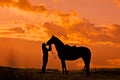 Silhouette of a young girl. Kissing a horse at sunset Royalty Free Stock Photo