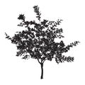 Silhouette of a young plane tree with leaves