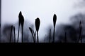 Silhouette of young shoots of corn growing from the ground.