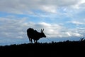 Silhouette of a zebu Royalty Free Stock Photo