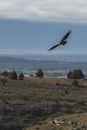 Silhouetted against the expansive sky, a vulture soars with graceful wings outstretched, casting its watchful gaze over the deep