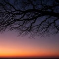 Silhouetted against a vibrant sunset sky, bare tree branches stretch across the upper part of the Royalty Free Stock Photo