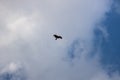 Silhouetted Asian Eagle flying against blue sky Royalty Free Stock Photo
