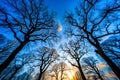 Silhouetted Bare Tree Branches Against Vivid Blue Sunset Sky Royalty Free Stock Photo