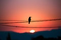 Silhouetted bird perched gracefully on power line against twilight