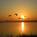 Silhouetted Birds Over Lake at Sunrise