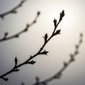 Silhouetted branches with emerging buds appear against a gradient background of Royalty Free Stock Photo