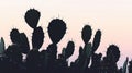 Silhouetted Cactus Plants Against Twilight Sky Royalty Free Stock Photo