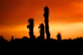Silhouetted cactus at sunset Royalty Free Stock Photo