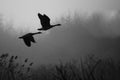 Silhouetted Canada Geese Flying Above Foggy Marsh Royalty Free Stock Photo