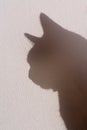 Silhouetted cat