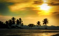 Silhouetted coconut palm trees on the beach at sunset time