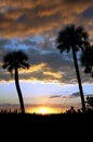 Silhouetted coconut palms over colorful sunset in