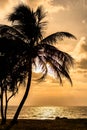 Silhouetted coconut tree on beach at sunset