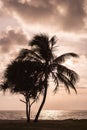 Silhouetted coconut tree with sunset sea
