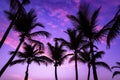 Silhouetted of coconut tree during sunset