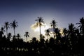 Silhouetted of coconut tree during sunset