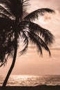 Silhouetted coconut tree with sunset sea