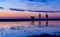 Silhouetted couple walking the dog on the beach at sunset Royalty Free Stock Photo